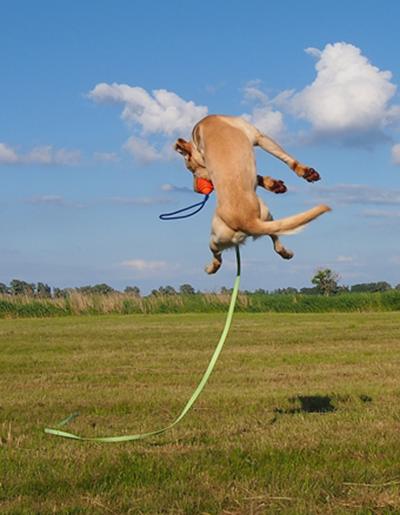 glücklicher Hund